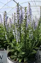 Salvia Crystal Blue IMG_4072.webp