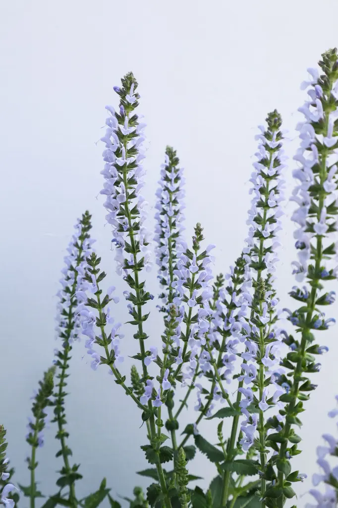Salvia Perfect Profusion IMG_4062.webp