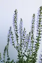 Salvia Perfect Profusion IMG_4062.webp