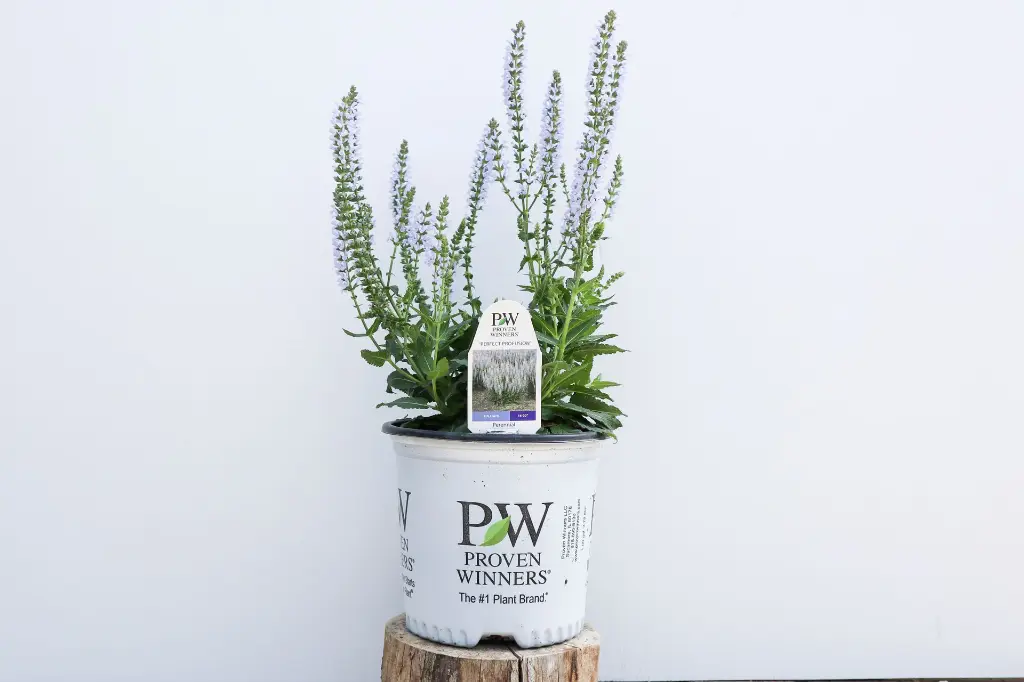 Salvia Perfect Profusion IMG_4058.webp