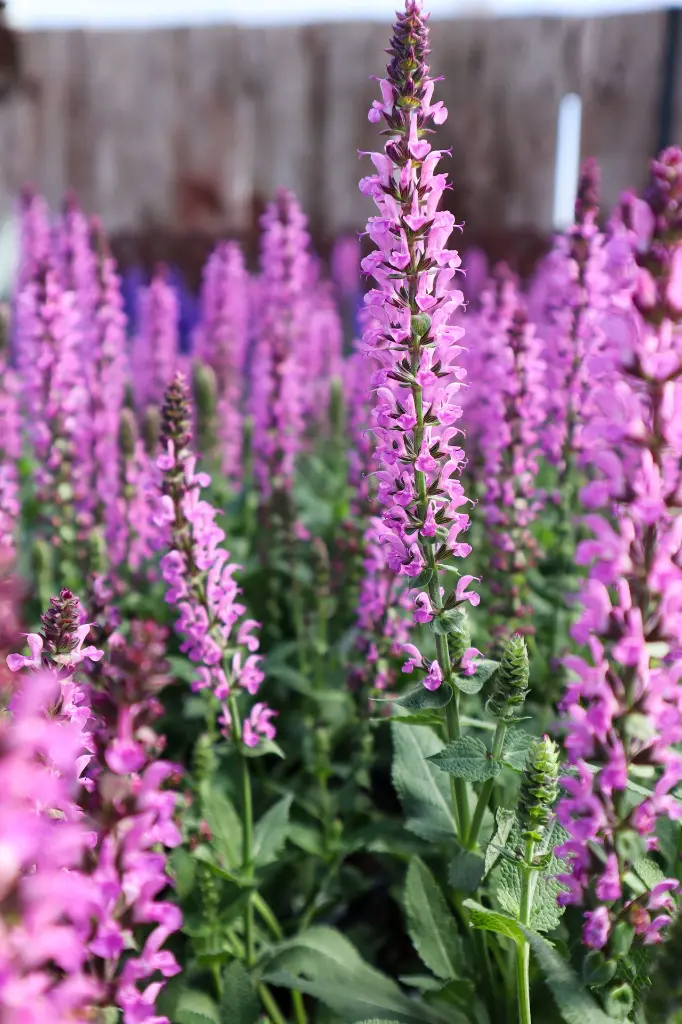 Salvia Pink Profusion IMG_4044.webp