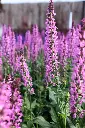 Salvia Pink Profusion IMG_4044.webp