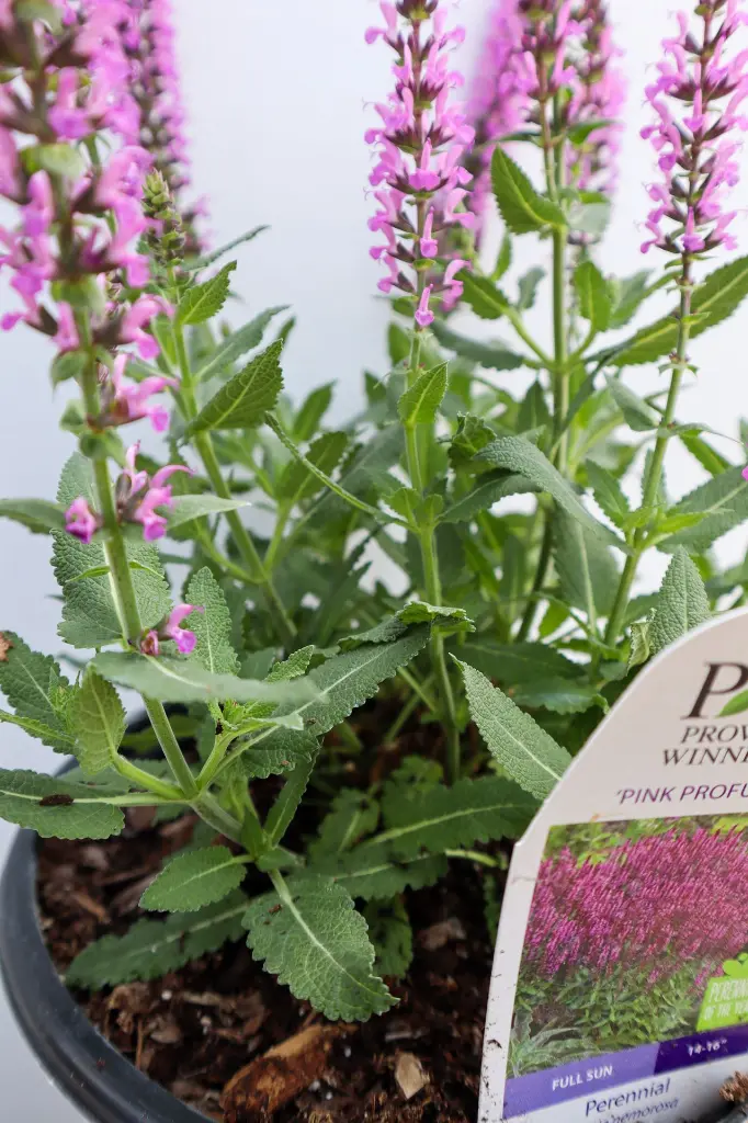 Salvia Pink Profusion IMG_4001.webp