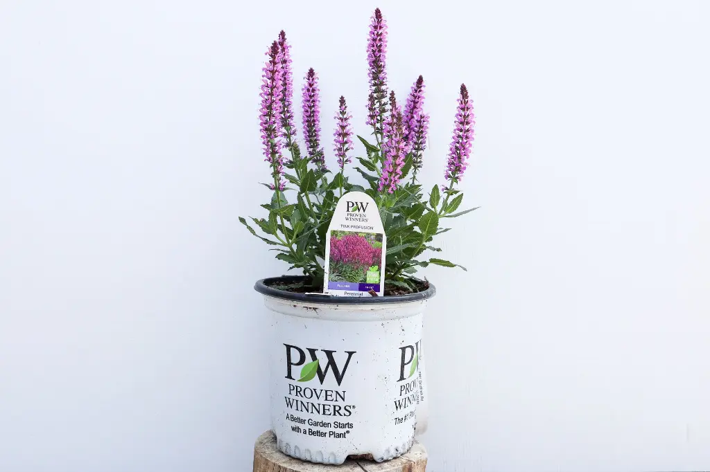 Salvia Pink Profusion IMG_4000.webp