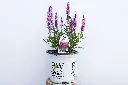Salvia Pink Profusion IMG_4000.webp