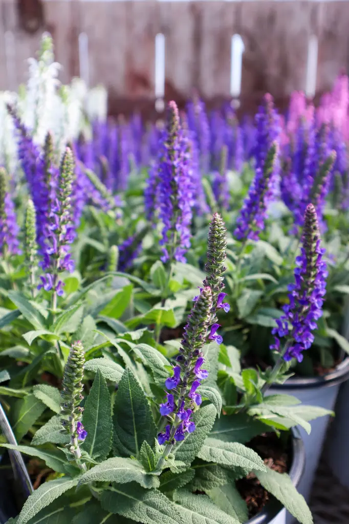 Salvia Violet Profusion IMG_4047.webp
