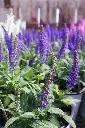 Salvia Violet Profusion IMG_4047.webp