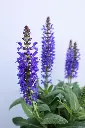 Salvia Violet Profusion IMG_4012.webp