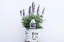 Salvia Violet Riot IMG_3987.webp