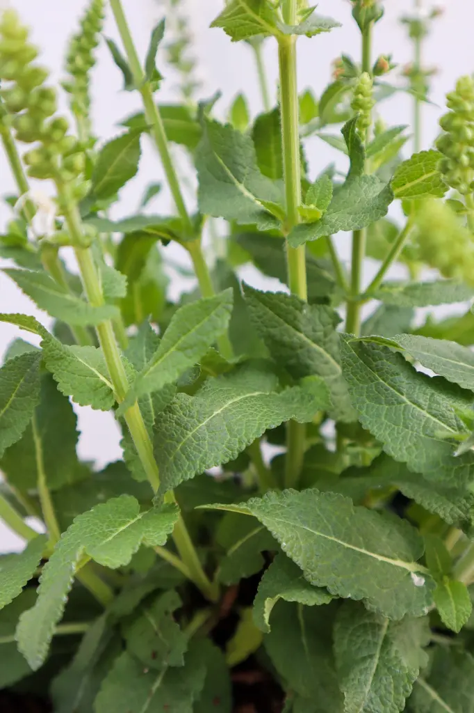 Salvia White Profusion IMG_4022.webp