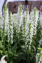 Salvia White Profusion IMG_4038.webp