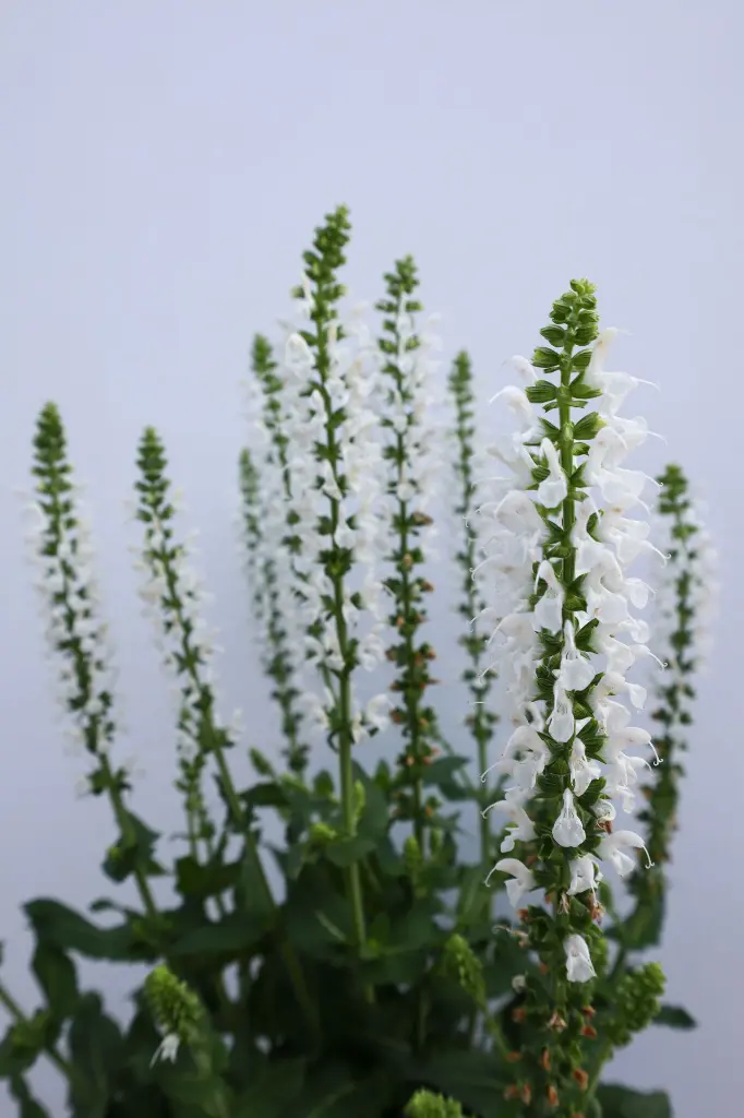 Salvia White Profusion IMG_4019.webp