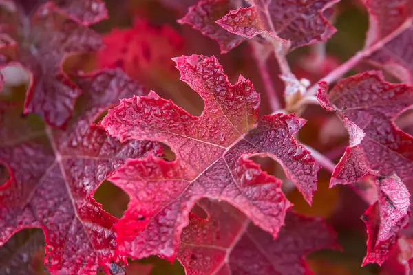 Jetstream Hydrangea2.webp