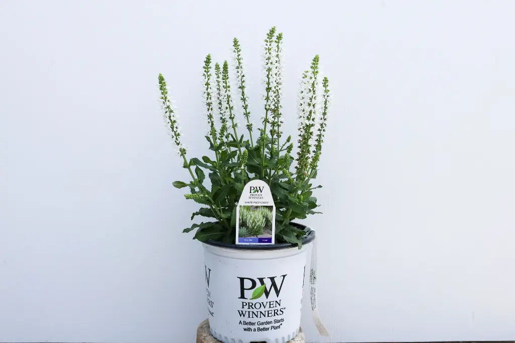 Salvia White Profusion IMG_4016.webp