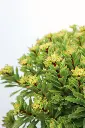 Sedum Bright Idea IMG_5223.webp