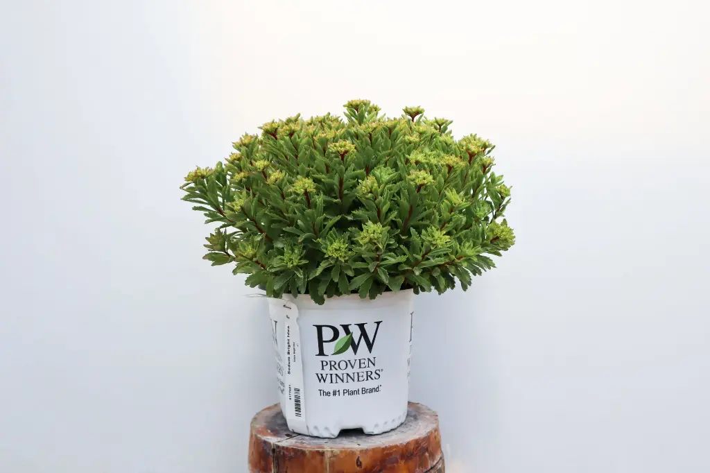 Sedum Bright Idea IMG_5217.webp