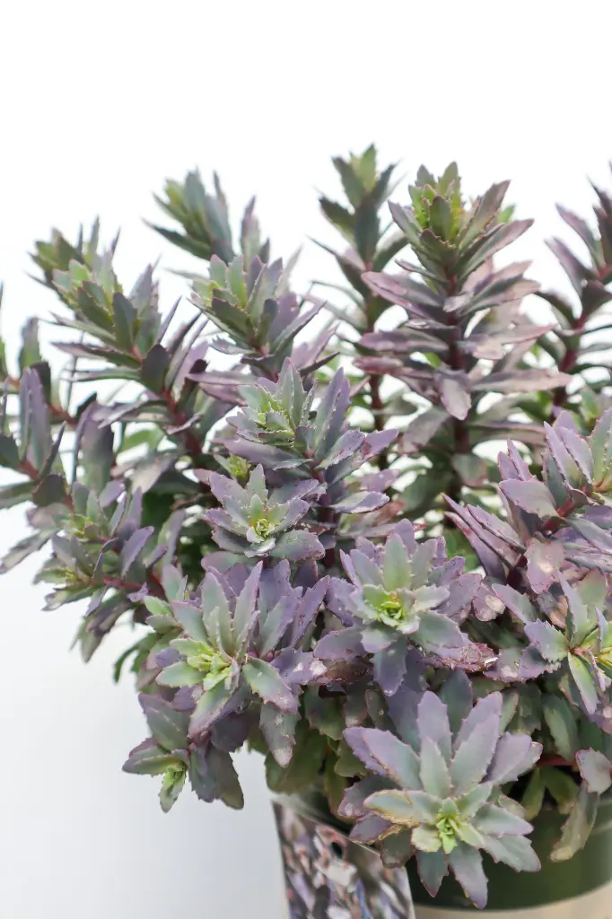 Sedum Sapphire Tuffet IMG_5159.webp