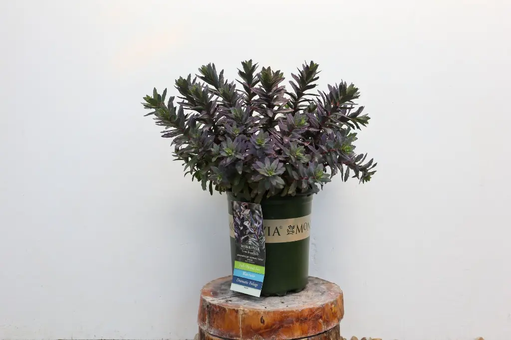 Sedum Sapphire Tuffet IMG_5155.webp