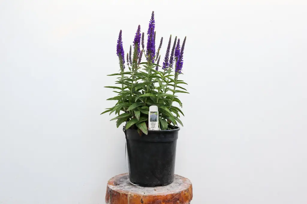 Speedwell Dark Blue Moody Blues IMG_5137.webp