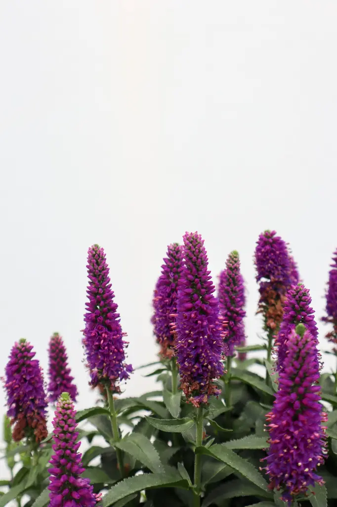 Speedwell Purple Illusion IMG_5089.webp