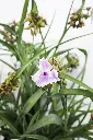 Spiderwort Webmaster IMG_5379.webp