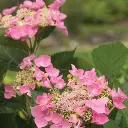 Starlight Hydrangea Pink.webp