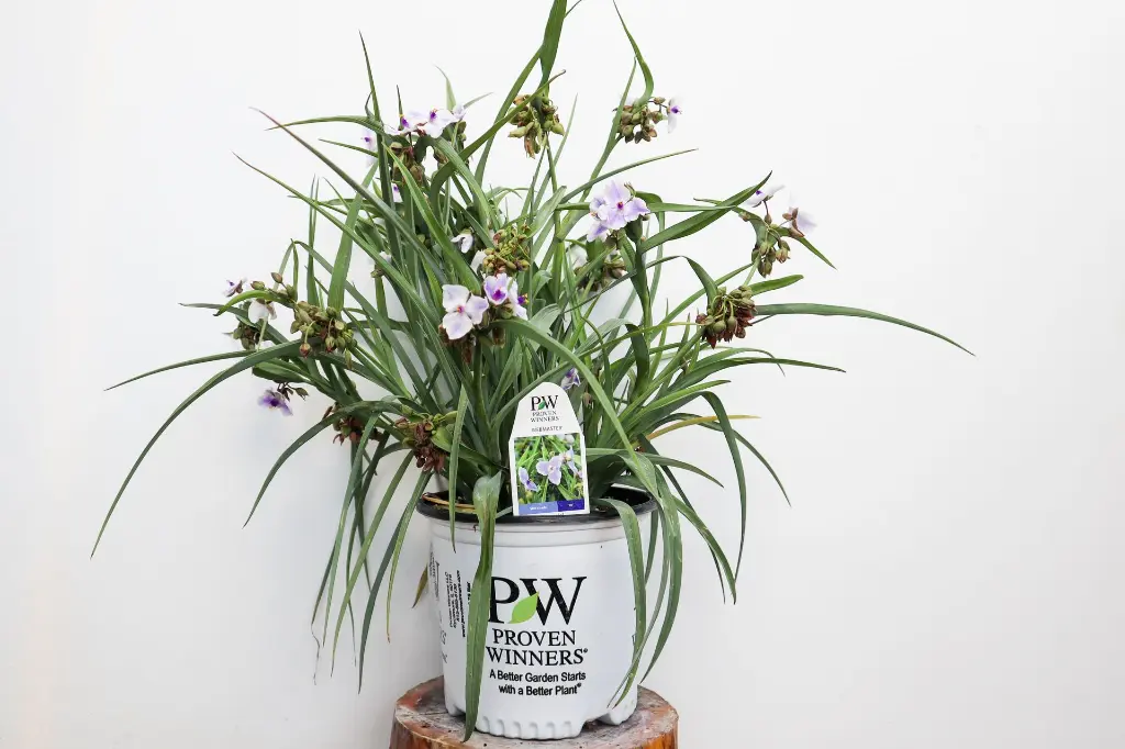 Spiderwort Webmaster IMG_5377.webp