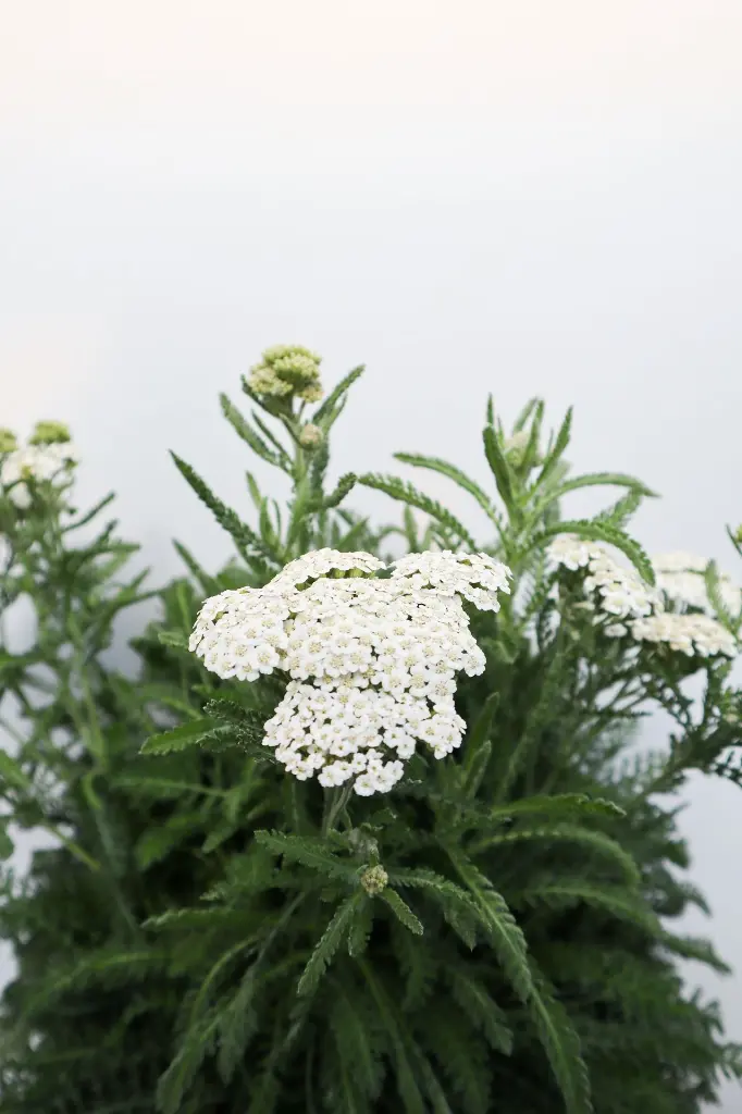 Yarrow Firefly Diamond IMG_5180.webp