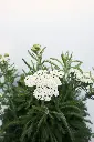 Yarrow Firefly Diamond IMG_5180.webp