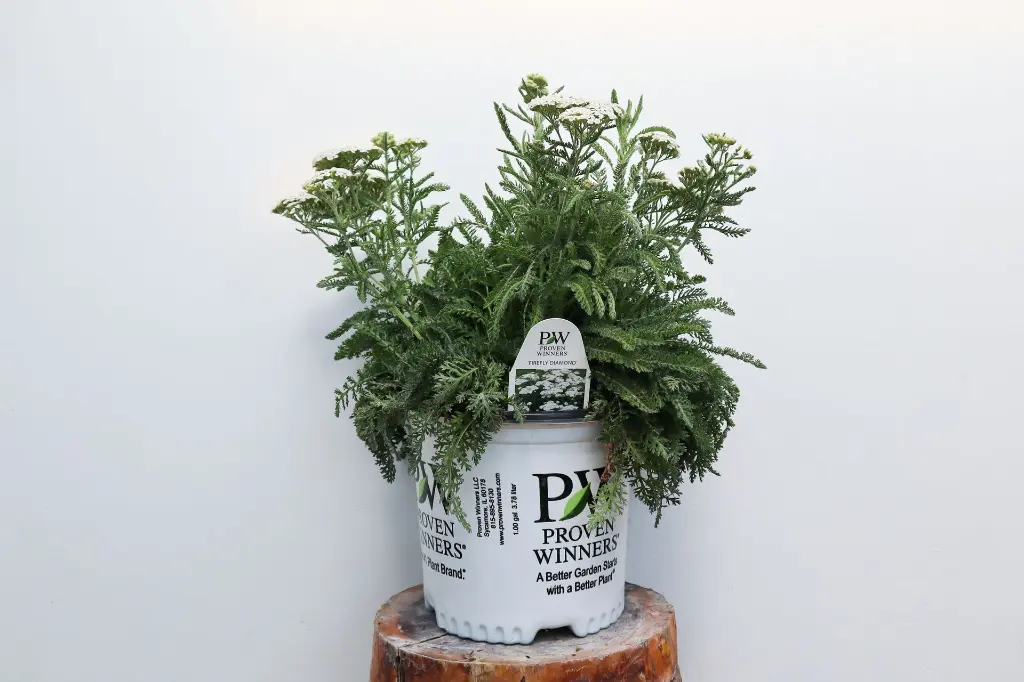 Yarrow Firefly Diamond IMG_5178.webp