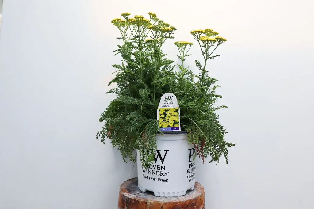 Yarrow Firefly Sunshine IMG_5192.webp