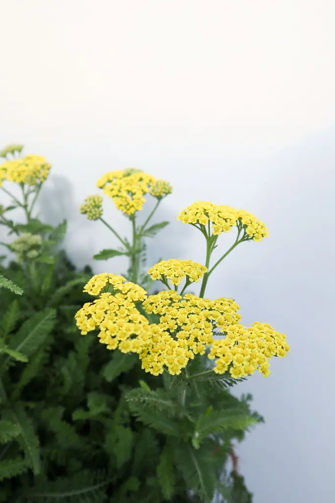 Yarrow Firefly Sunshine IMG_5197.webp