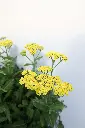 Yarrow Firefly Sunshine IMG_5197.webp