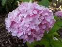 Endless Summer Hydrangea Pink.webp
