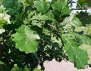 Swamp White Oak2.webp