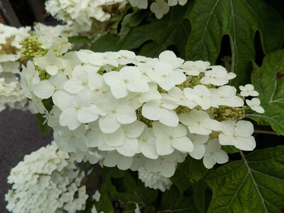 Pee Wee Hydrangea2.webp