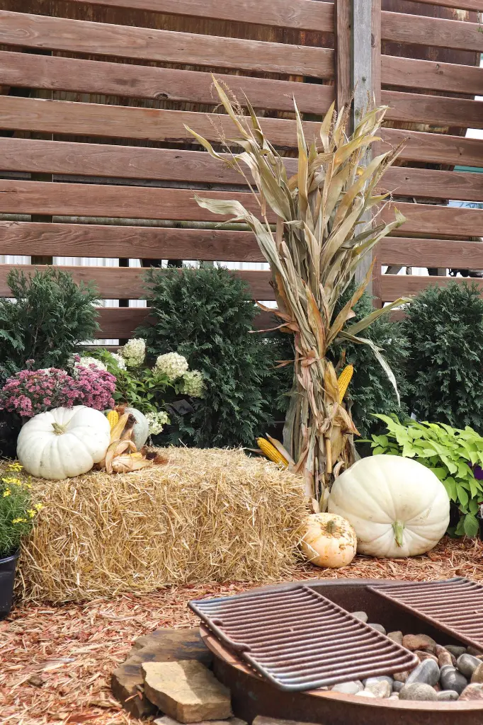 Cornstalks with Firepit.webp