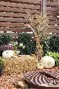 Cornstalks with Firepit.webp