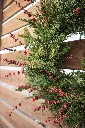 10-IMG_4575.webp