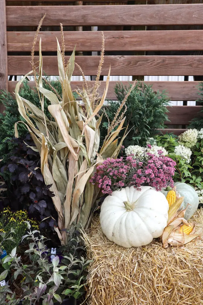 Cornstalks 48.webp