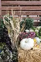 Cornstalks 48.webp