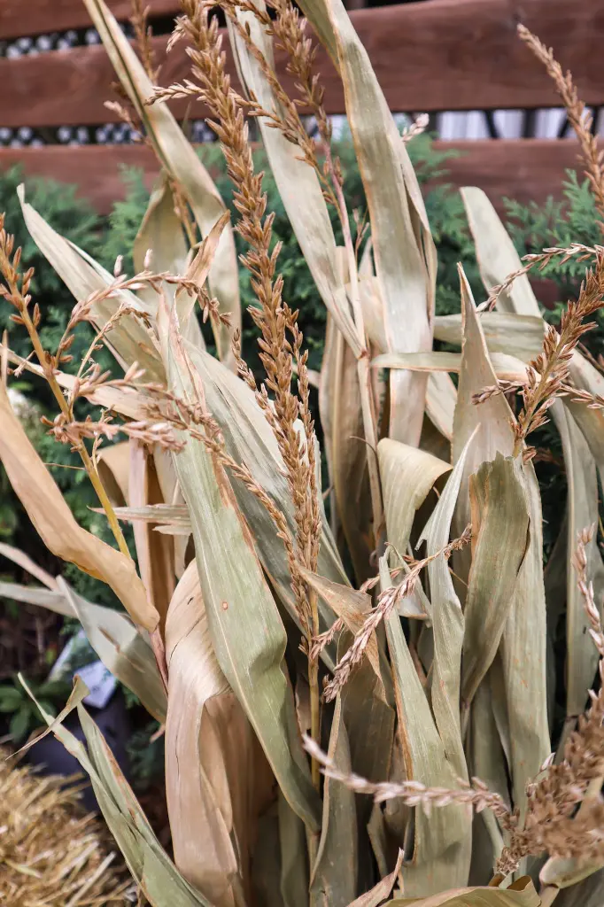 Cornstalks Tassels Vert.webp