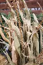 Cornstalks Tassels Vert.webp