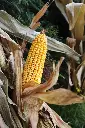Cornstalks Cob Vert.webp