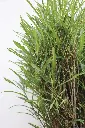 Buckthorn Fine Line 1-IMG_6525.webp