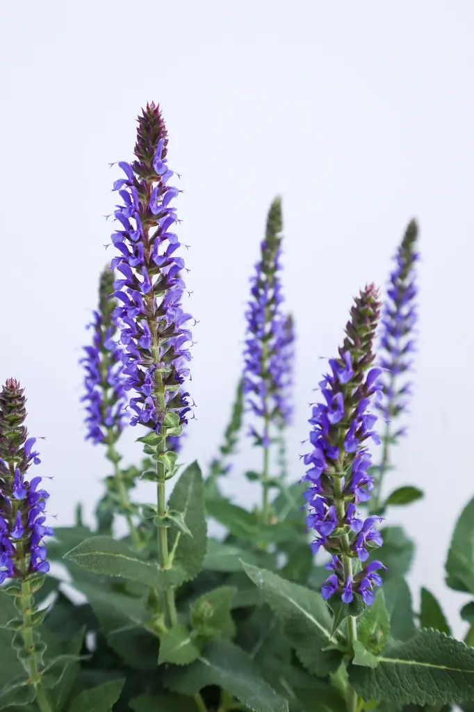 Salvia Violet Riot IMG_3992.webp