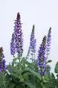 Salvia Violet Riot IMG_3992.webp