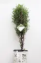 Buckthorn Fine Line 10-IMG_6516.webp