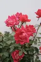 Double Knockout Red 33-IMG_6488.webp