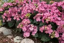 Pop Star Hydrangea Pink.webp